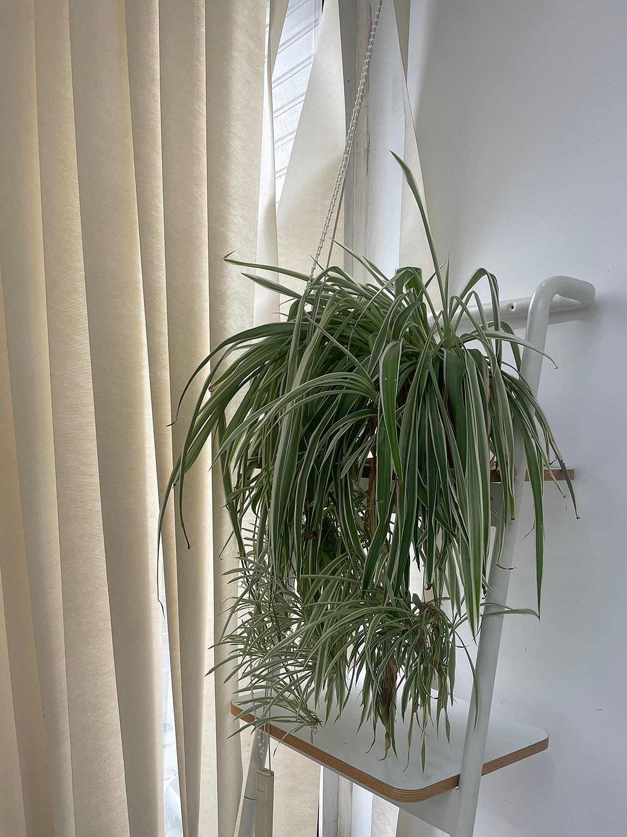 Plant in corner of room