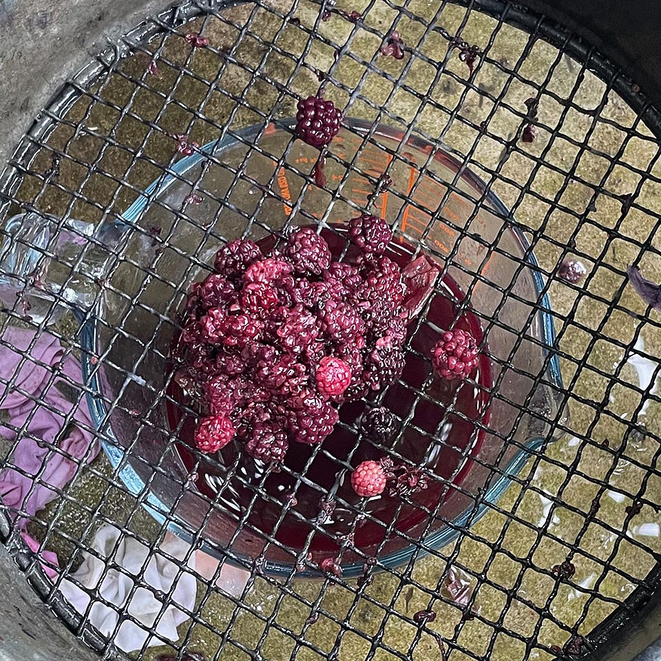 Blackberries caught in a sieve